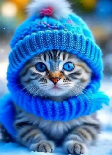 coveImg