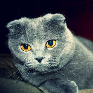 coveImg