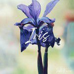 Iris-cover