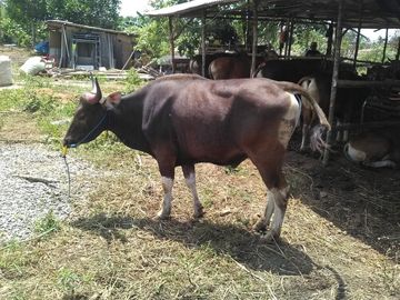 brodin-bokong-sapi-cover-image