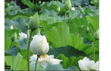 Tình ấm chiều quê (Sc Full)