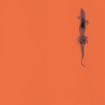 Limo-cover