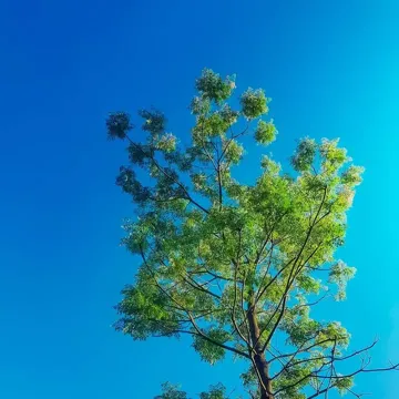 coveImg