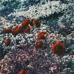 LOGOUT (Feat. YANN)-cover