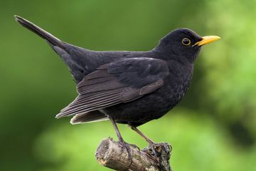coveImg