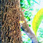 Levan Polkka Street(Cat Vibing)