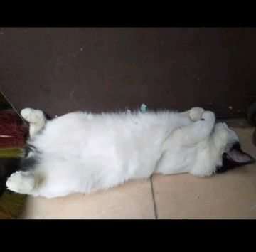 coveImg