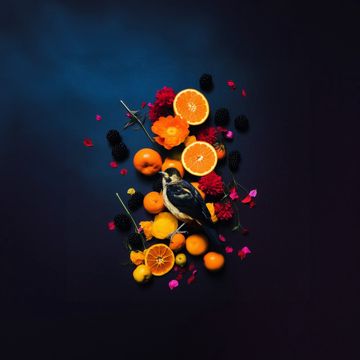 fruit, flowers and dead birds-cover