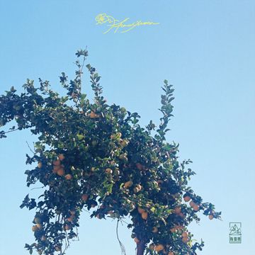 酸叶-cover