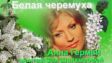 Белая черемуха-cover