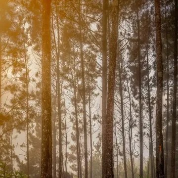 coveImg