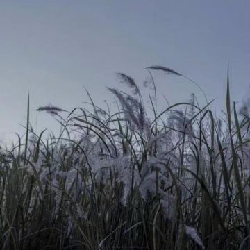 Six Feet Under-cover