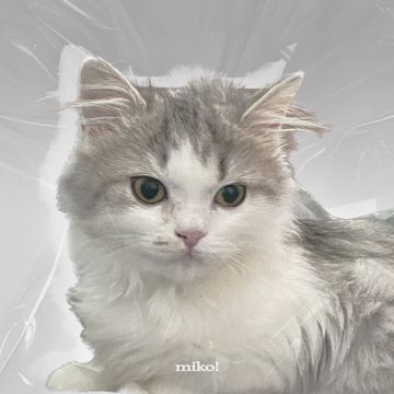 coveImg