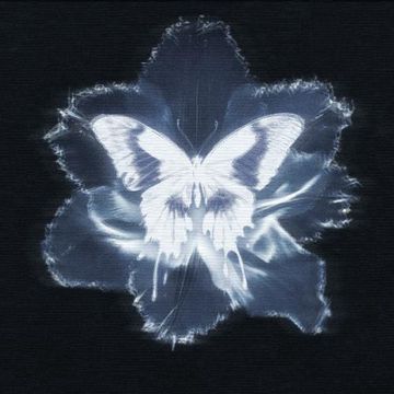 蝴蝶花-cover
