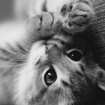 coveImg