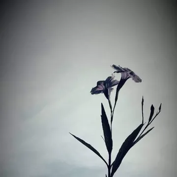 coveImg