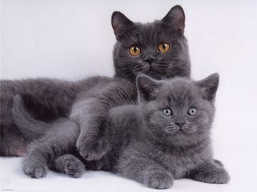 Золотая свадьба