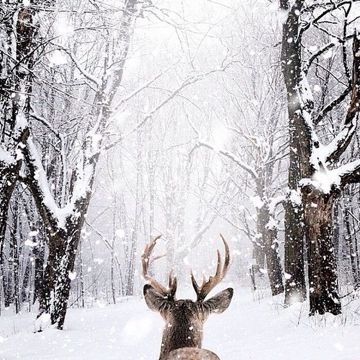 Winter Wonderland-cover