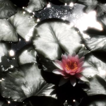 Vintage Luv（意梦）