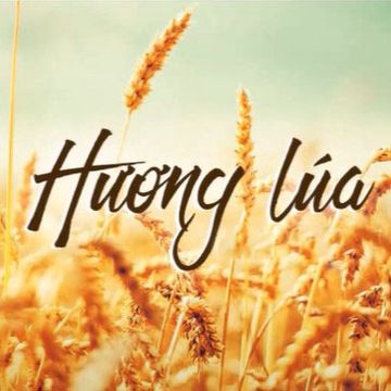 Hương Lúa [稻香]-cover