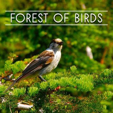 Birds Singing in Forest Sounds