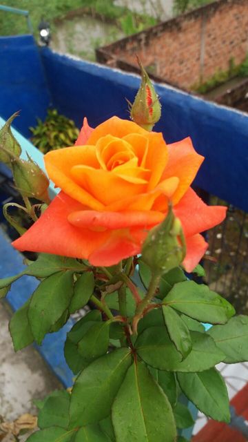 ☀♥♫ Dawai Asmara ♫♥☀