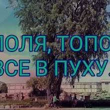 Тополя, тополя