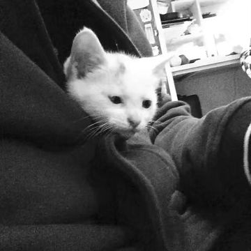 coveImg