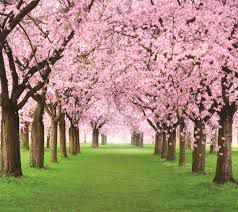 Яблони в цвету