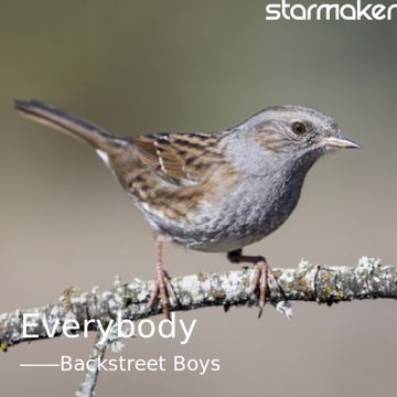 Everybody-cover
