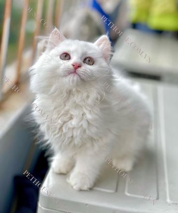 coveImg