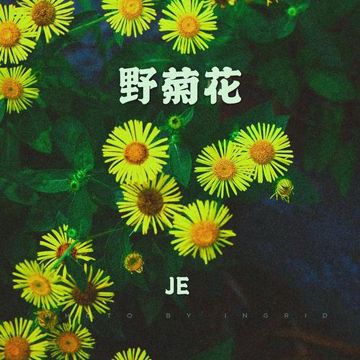 野菊花-cover