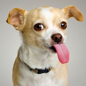 the-living-tombstone-fnaf-song-cover-image