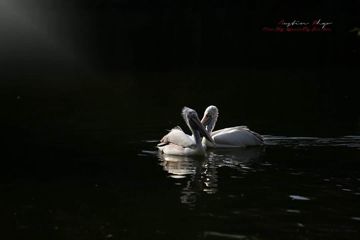 coveImg