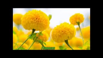 coveImg