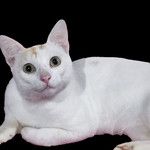 coveImg