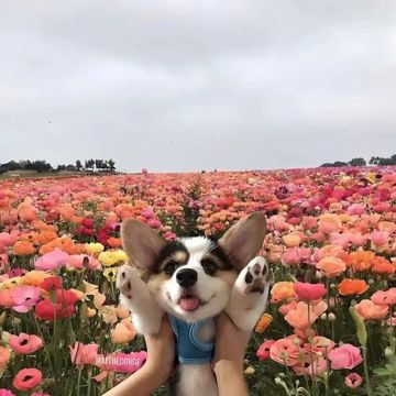 coveImg