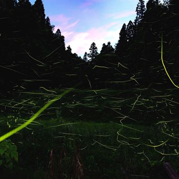 萤火虫-cover