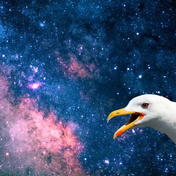 Io non so chi cazzo sei