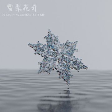 雪梨花开-cover