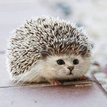 coveImg