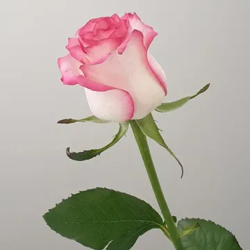 coveImg