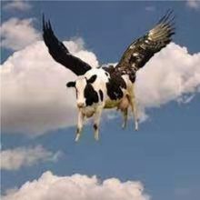 Volando-cover