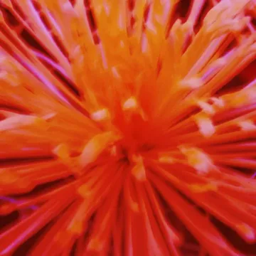 CLIONE (feat. Sion)-cover