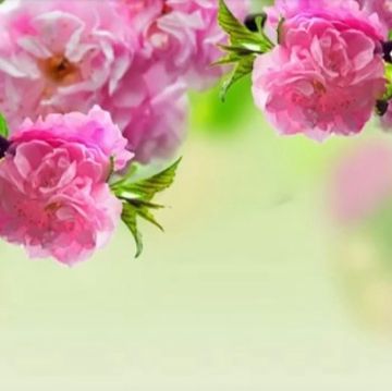 nkauj-ntseeg-ib-sij-huam-txawm-siv-tag-ib-lub-xyoo-cover-image