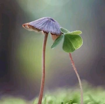 Ta Đã Thấy Gì Trong Đêm Nay 