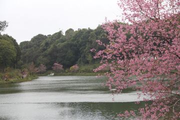 coveImg