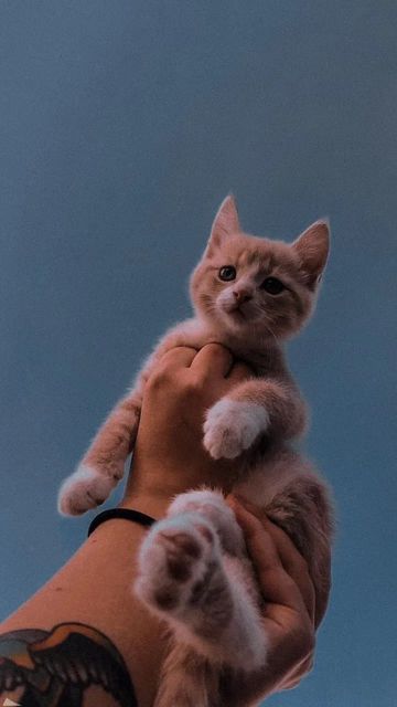 coveImg