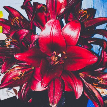 Я же говорила