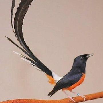 coveImg